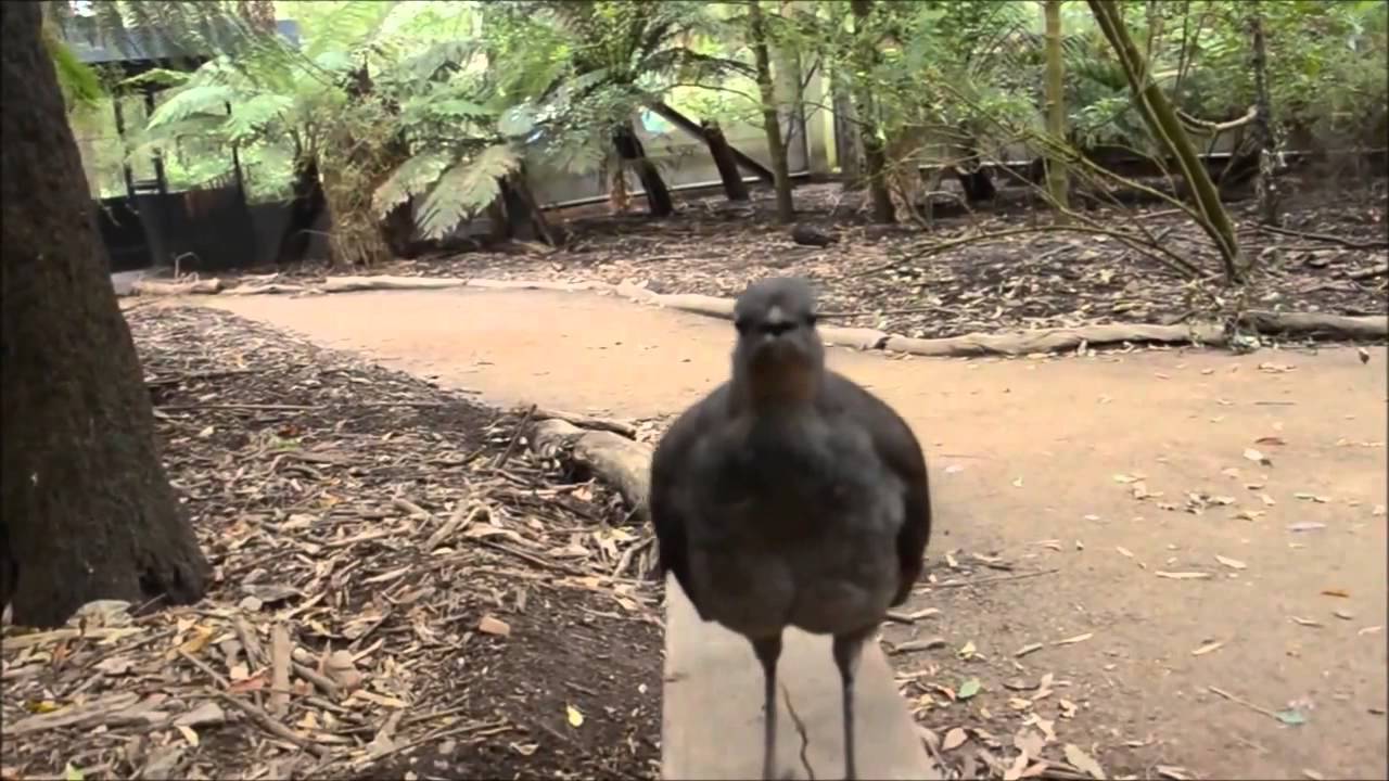 This Bird Mimics Movie Laser Sounds
